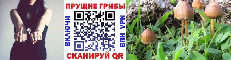 магазин  наркотиков  Звенигород  Галлюциногенные грибы Magic Shrooms 